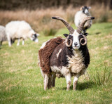 Male Jacobs sheep looking at camera stood in farmers field of grass
