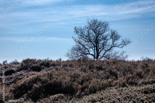 Tonnenberg - Zwolse bos bij Speuld photo