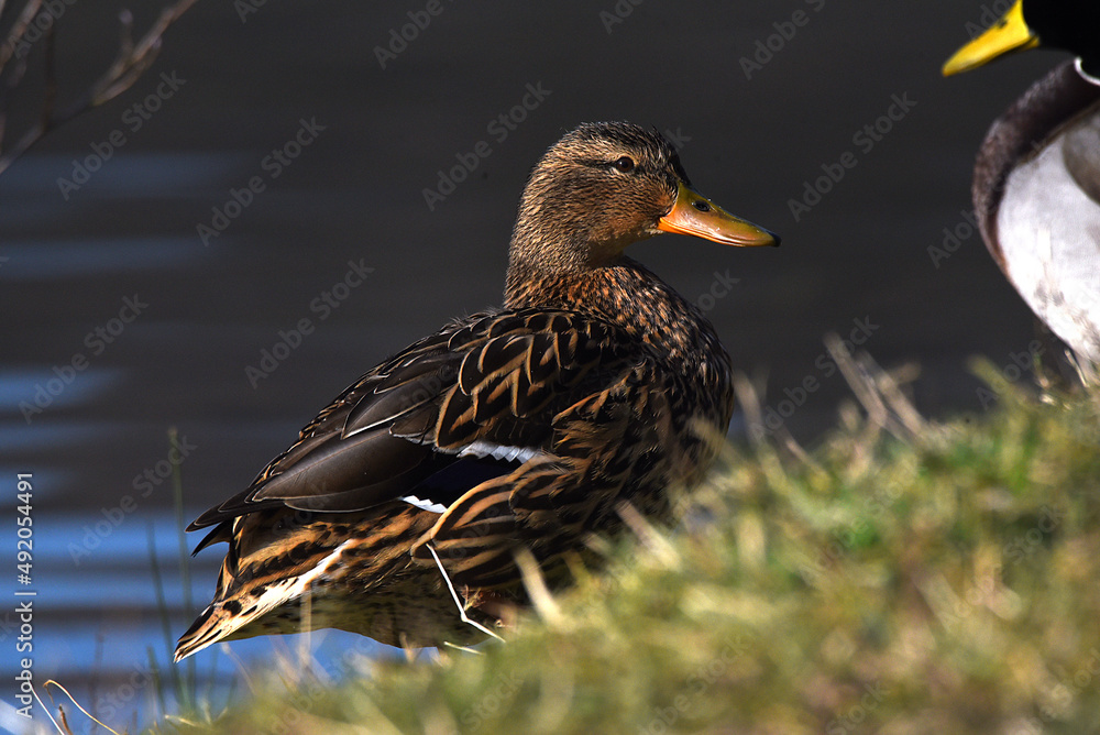 Fototapeta premium Enten am Wasser