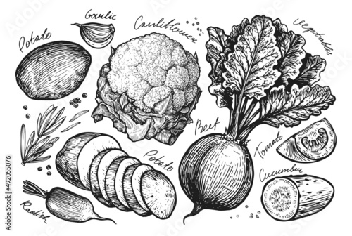Fresh vegetables set sketch. Farm organic food hand drawn vector illustration