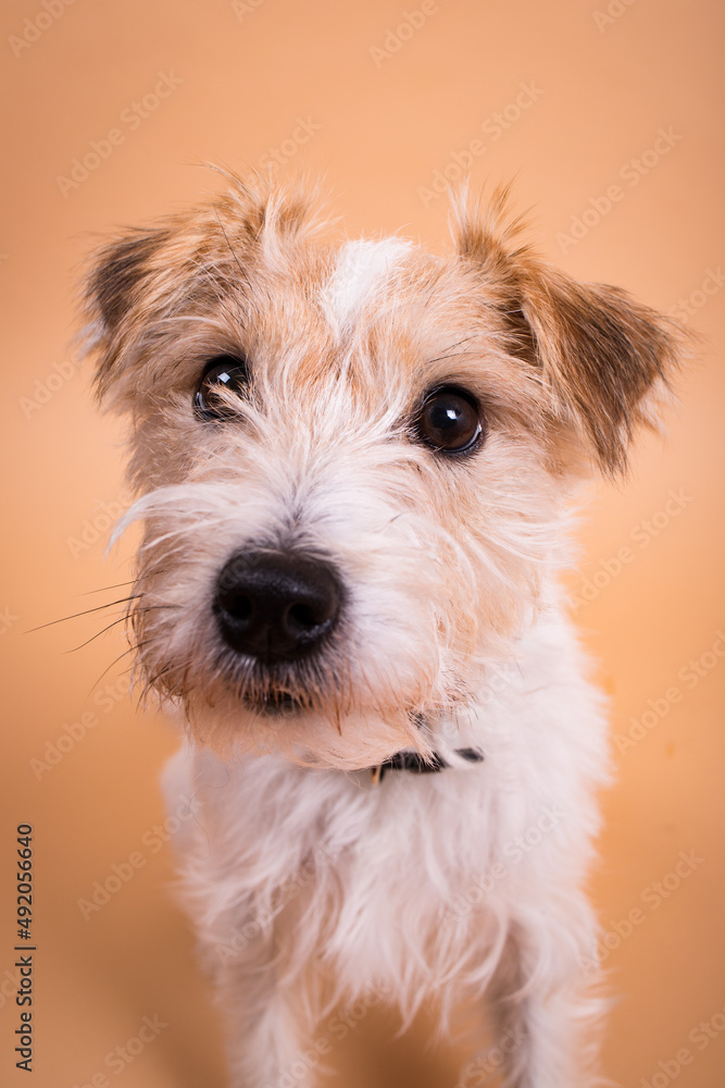 Parson Russell Terrier im Fotostudio