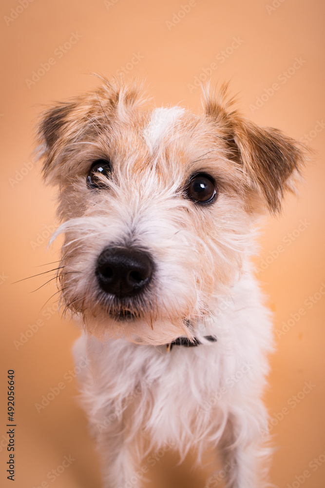 Parson Russell Terrier im Fotostudio Parson Russell Terrier im Fotostudio