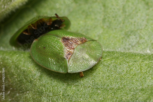 Cassida rubiginosa is commonly known as the Thistle tortoise beetle  photo