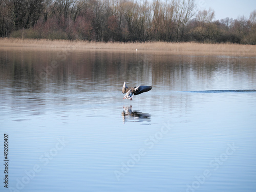 Graugans im Landeanflug über einer Wasseroberfläche eines Sees