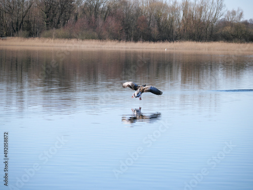 Graugans im Landeanflug über einer Wasseroberfläche eines Sees