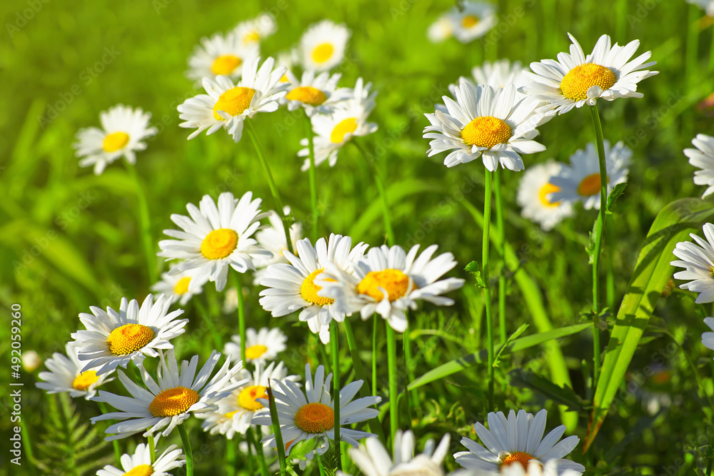 Daisy flower on green meadow Daisy flower on green meadow