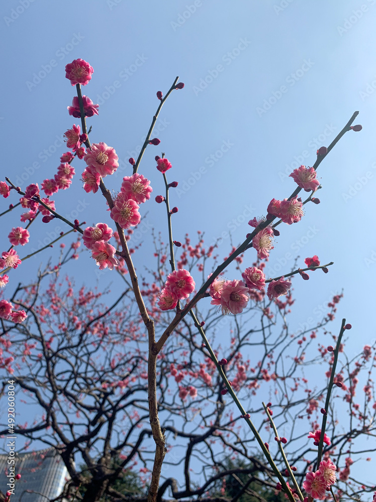 梅の花、青空