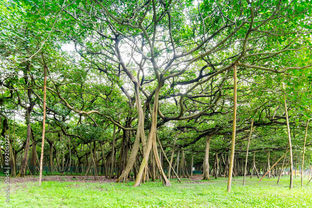 The Great Banyan is a banyan tree (Ficus benghalensis) located in Acharya Jagadish Chandra Bose Indian Botanic Garden, Howrah, near Kolkata, , West Bengal, India. More than 250 years old. The Great Banyan is a banyan tree (Ficus benghalensis) located in Acharya Jagadish Chandra Bose Indian Botanic Garden, Howrah, near Kolkata, , West Bengal, India. More than 250 years old.