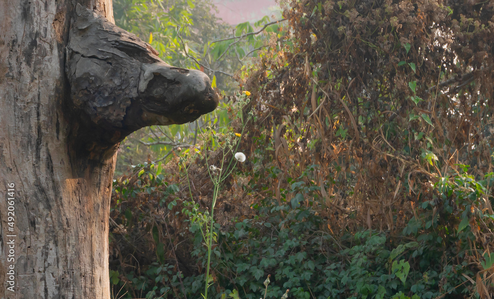 Obraz premium Anubis, jackal face, shape of a tree trunk in a forest. Green vegetation in background with copy space. Howrah, West Bengal, India.