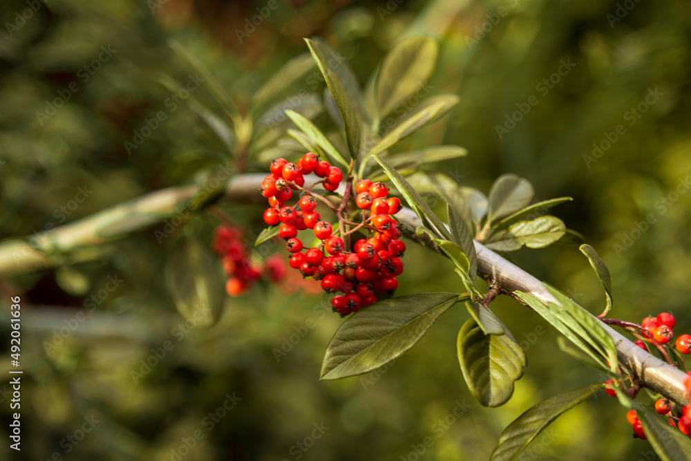 Orange Silver Buffaloberry in closeup. Red berry slightly dried on the bush in the garden. Psychedelic. Silver buffaloberry, Shepherdia argentea. Cowberry berries surrounded by bushes Orange Silver Buffaloberry in closeup. Red berry slightly dried on the bush in the garden. Psychedelic. Silver buffaloberry, Shepherdia argentea. Cowberry berries surrounded by bushes