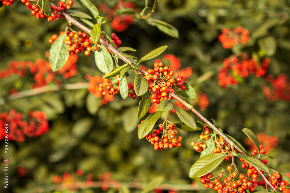 Orange Silver Buffaloberry  in closeup. Red berry slightly dried on the bush in the garden. Psychedelic. Silver buffaloberry, Shepherdia argentea. Cowberry berries surrounded by bushes