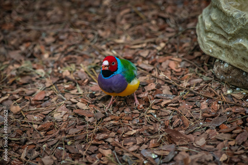 Nice the Gouldian finch bird sitting on ground in zoo, nature and wild life