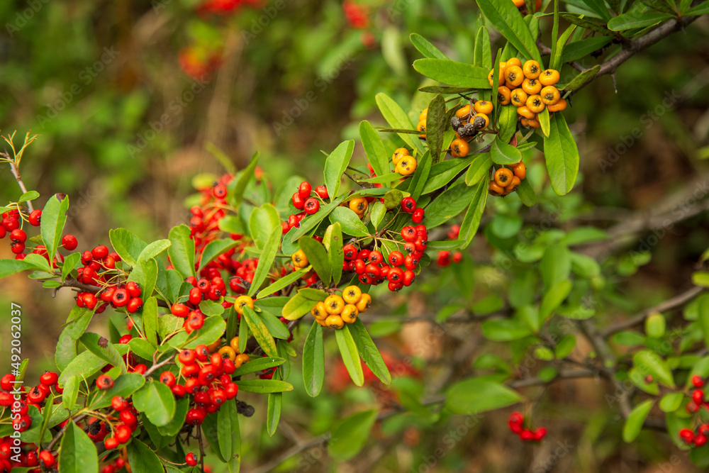 Orange Silver Buffaloberry in closeup. Red berry slightly dried on the bush in the garden. Psychedelic. Silver buffaloberry, Shepherdia argentea. Cowberry berries surrounded by bushes Orange Silver Buffaloberry in closeup. Red berry slightly dried on the bush in the garden. Psychedelic. Silver buffaloberry, Shepherdia argentea. Cowberry berries surrounded by bushes
