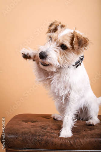 Parson Russell Terrier bettelt