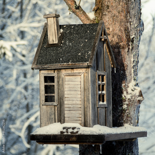 The tree house in the pine photo