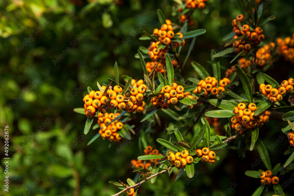 Orange Silver Buffaloberry in closeup. Red berry slightly dried on the bush in the garden. Psychedelic. Silver buffaloberry, Shepherdia argentea. Cowberry berries surrounded by bushes Orange Silver Buffaloberry in closeup. Red berry slightly dried on the bush in the garden. Psychedelic. Silver buffaloberry, Shepherdia argentea. Cowberry berries surrounded by bushes