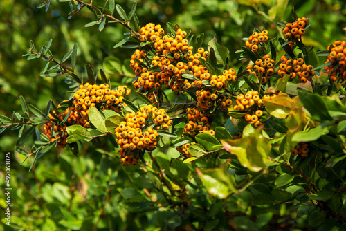 Orange Silver Buffaloberry  in closeup. Red berry slightly dried on the bush in the garden. Psychedelic. Silver buffaloberry  Shepherdia argentea. Cowberry berries surrounded by bushes