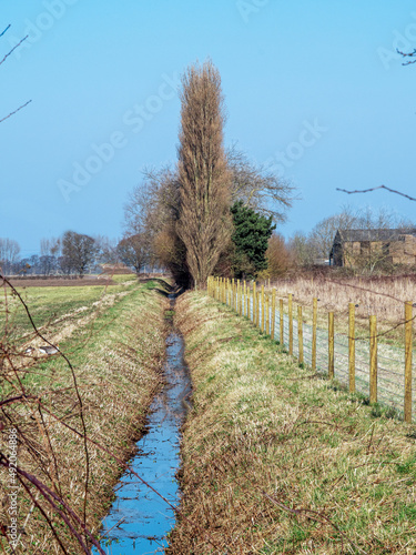 Field drainage channel and a poplar tree