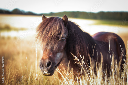 Tableau sur toile Shetland Pony Hengst auf der Wiese