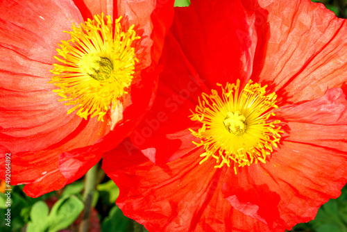 Two bright red orange Iceland Poppy Flowers (Papaver Nudicaule) with yellow stamens
