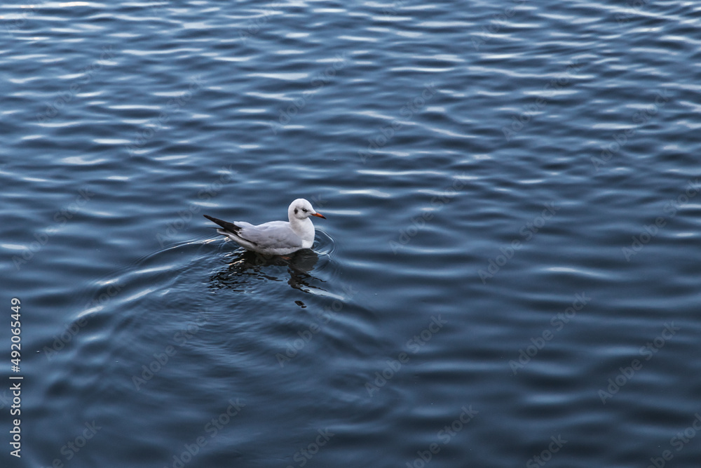 The common gull or lake gull (Latin Chroicocephalus ridibundus) swims on a sunny morning on the blue surface of the city pond. Urban landscape. The common gull or lake gull (Latin Chroicocephalus ridibundus) swims on a sunny morning on the blue surface of the city pond. Urban landscape.