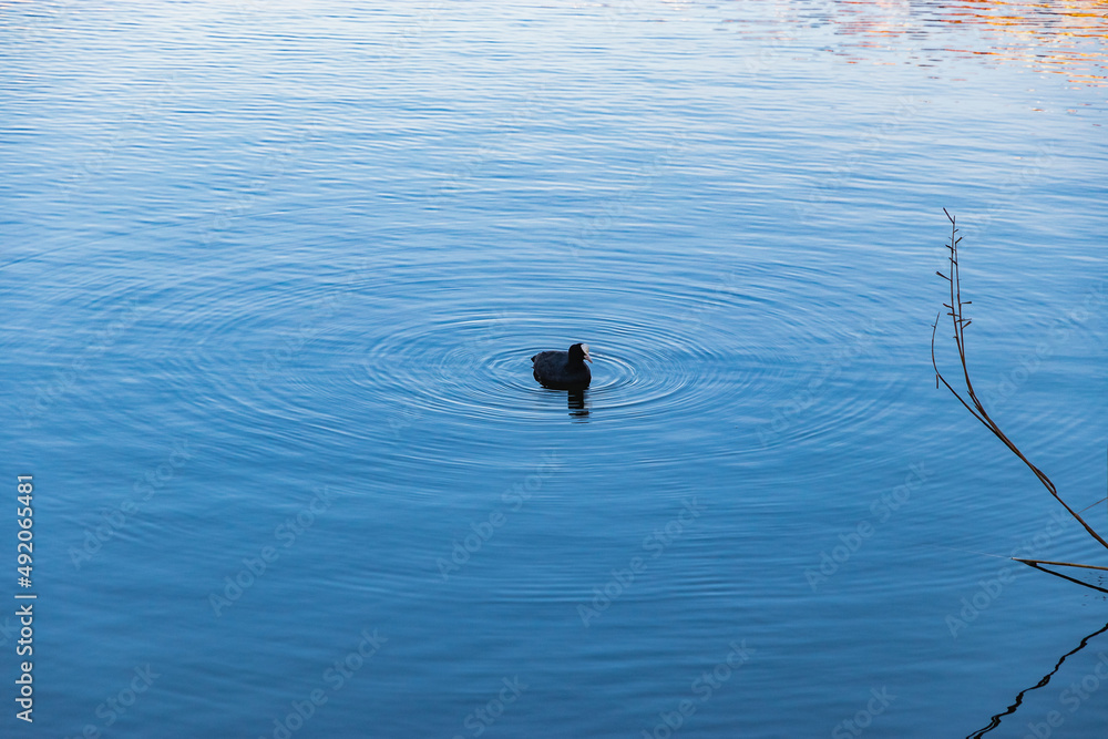 Obraz premium Wild duck in the city pond. The black common Eurasian coot (Latin Fulica atra) is a small waterfowl with a white beak in the water of the city reservoir on a sunny day.