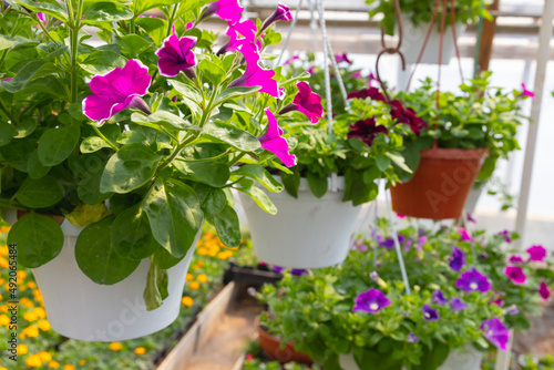 Flowerpots with colorful petunia flowers