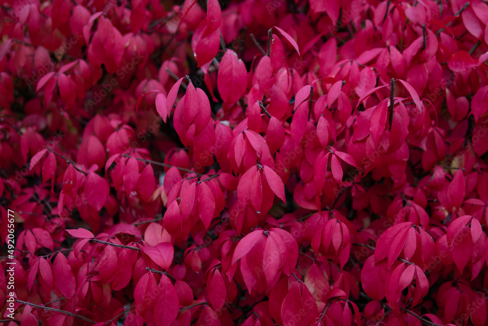 Background of Red Burning Bush Leaves during Autumn Background of Red Burning Bush Leaves during Autumn