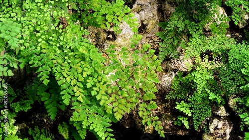 green moss on the stone