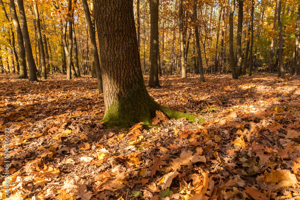 Autumn in the forest, thick tree trunk and leaves on the ground.