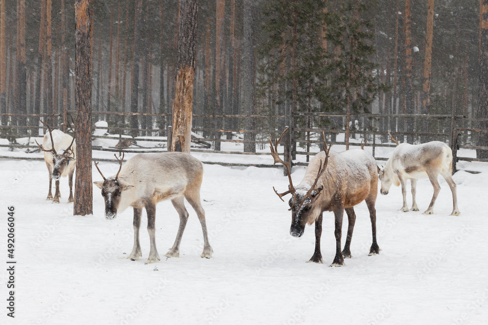 Northern domestic deer with big antlers in winter. Northern domestic deer with big antlers in winter.