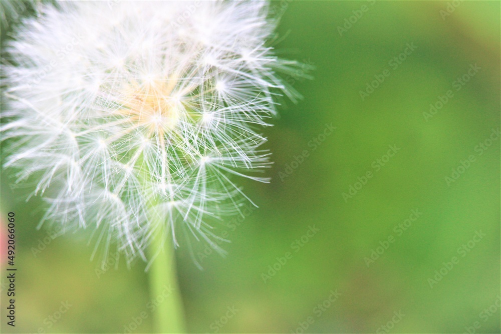 Obraz premium Bueno esta foto es muy bonita por que a la ves se parece como un nos copos de nieve. También da paz y tranquilidad . 