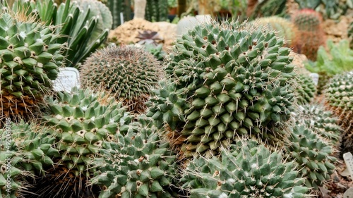 cactus © EVGENII