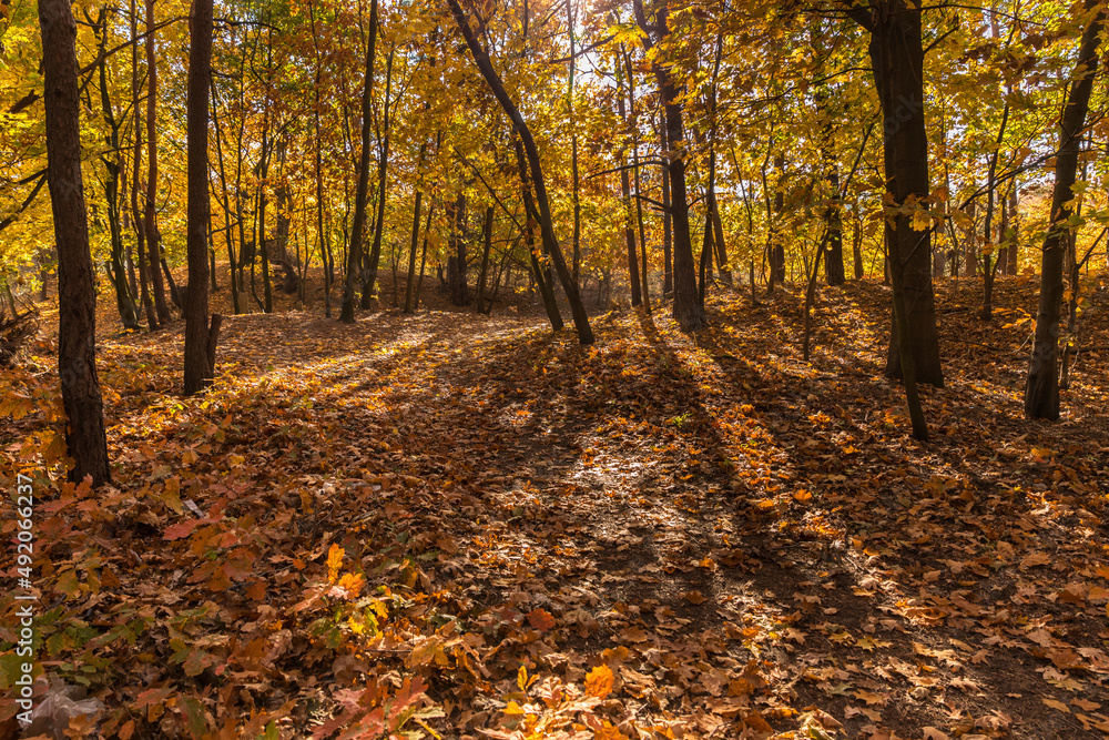 Fototapeta premium In the middle of the autumn forest, the sun shines through colorful leaves.