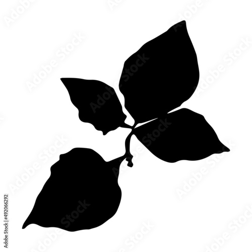 Black silhouettes of autumn leaves: alder, linden. Fall nature tree leaves. Isolated white background.