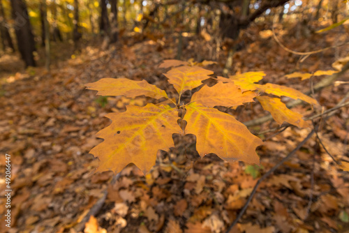 Autumn in the forest, golden colored leaves, close-up.