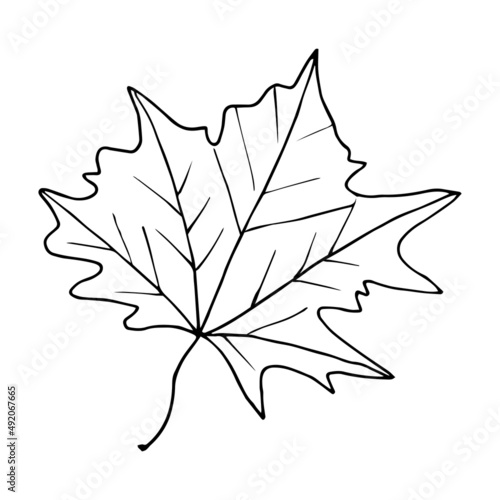 Autumn leaf: maple. Hand-drawn illustration with doodles for coloring books