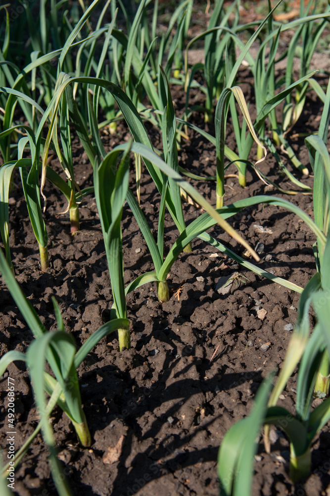 Organic garlic (Allium sativum) growing in the garden. Healthy home grown vegetables. Organic garlic (Allium sativum) growing in the garden. Healthy home grown vegetables.