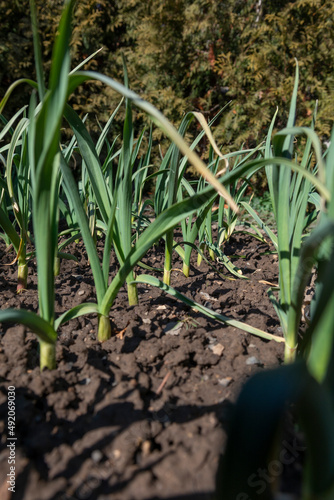 Organic garlic  Allium sativum  growing in the garden. Healthy home grown vegetables.