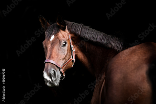 Obraz na plátně Trakehner Wallach mit Halfter