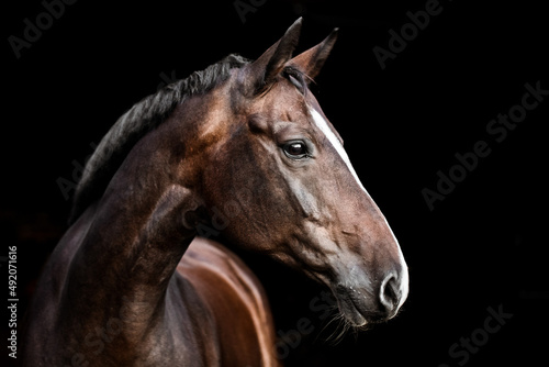 Warmblut Pferd mit Blesse photo