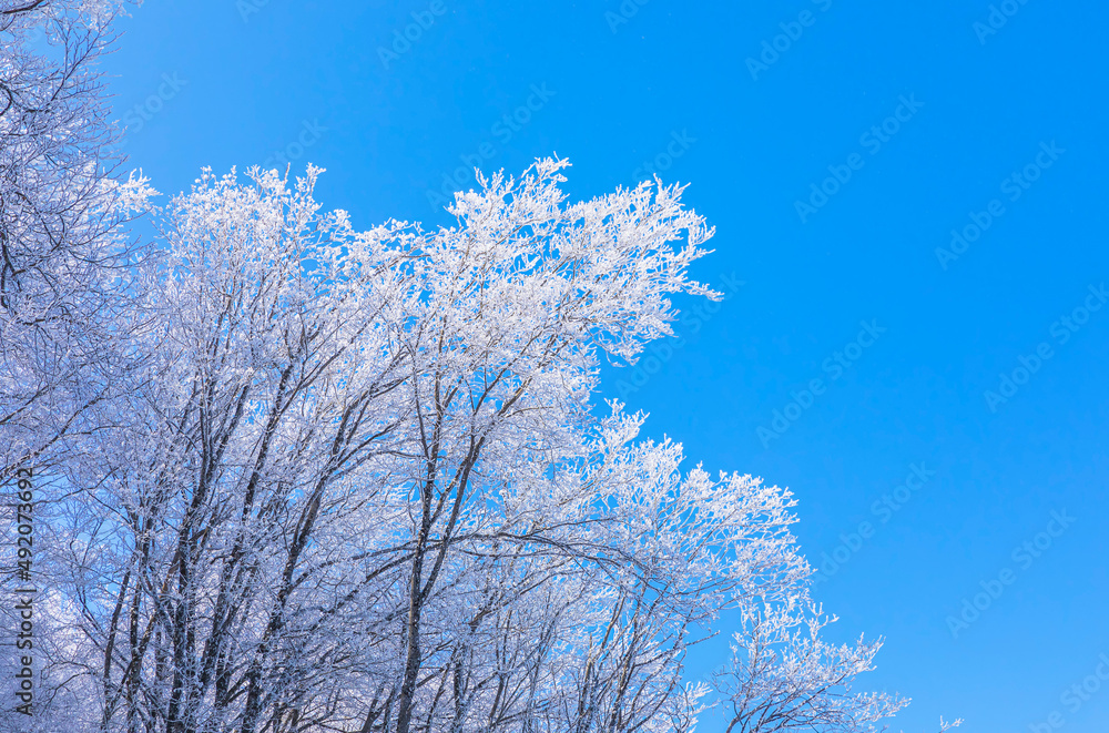 Trees covered with frost in the forest after a strong wind. Trees covered with frost in the forest after a strong wind.