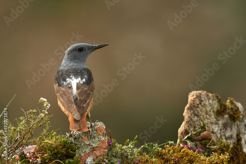 Roquero rojo en la montaña en primavera