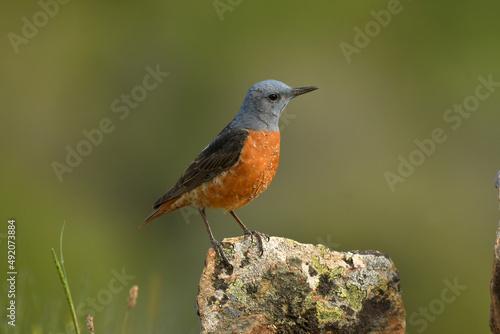 Roquero rojo en la montaña en primavera