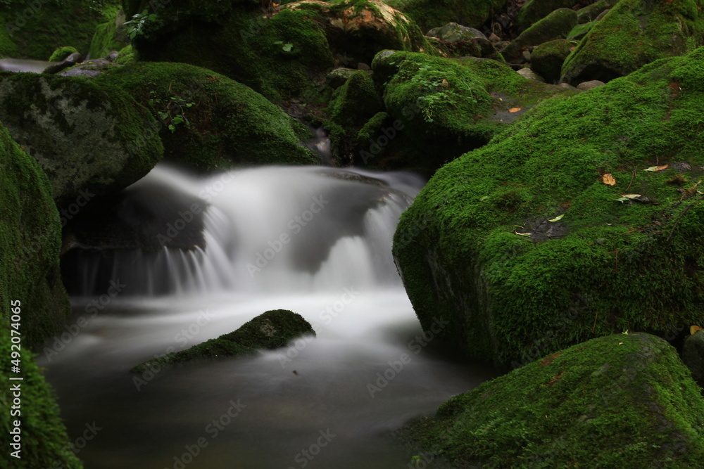 Moss / 이끼 Moss / 이끼