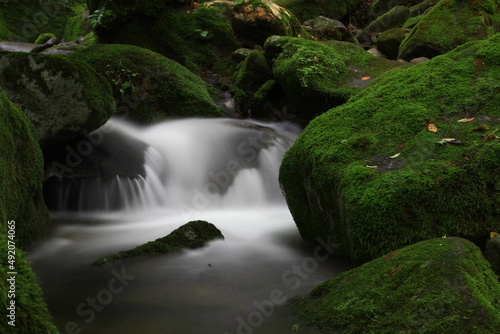 Moss / 이끼