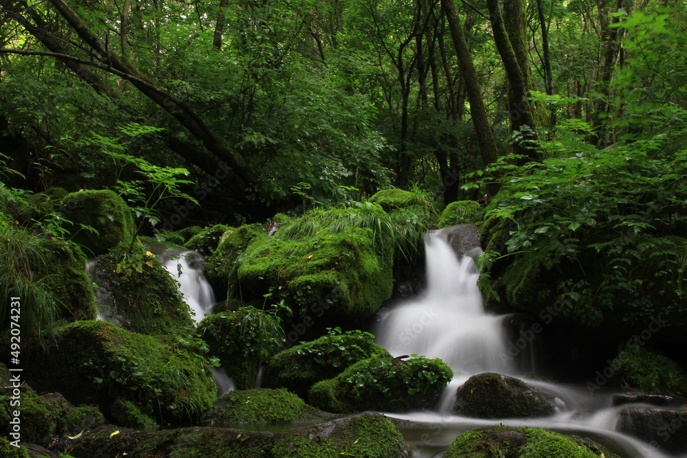 Moss / 이끼 Moss / 이끼