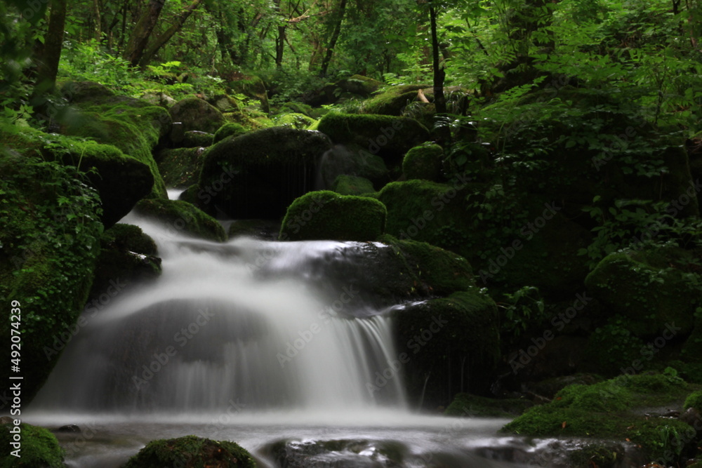 Naklejka premium Moss / 이끼