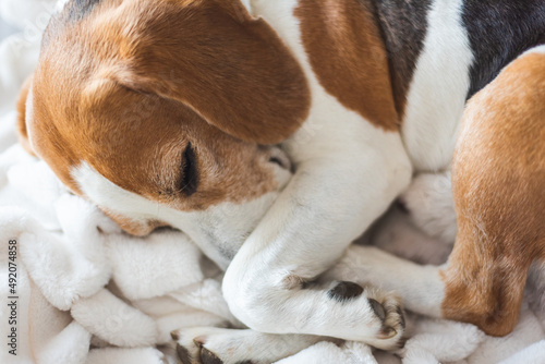 Adult Male hound Beagle dog sleeping at home on the sofa. Cute dog portrait, sellective focus, blurred background photo