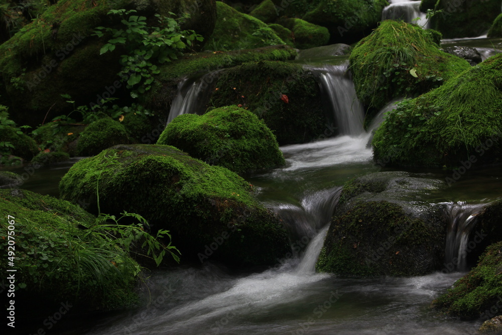 Moss / 이끼 Moss / 이끼